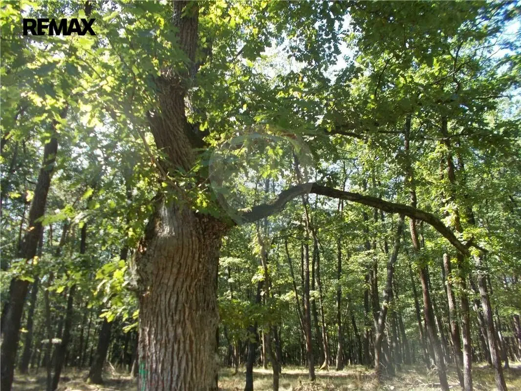 Prodej pozemku 38449 m², Vážany u Vyškova · Vážany