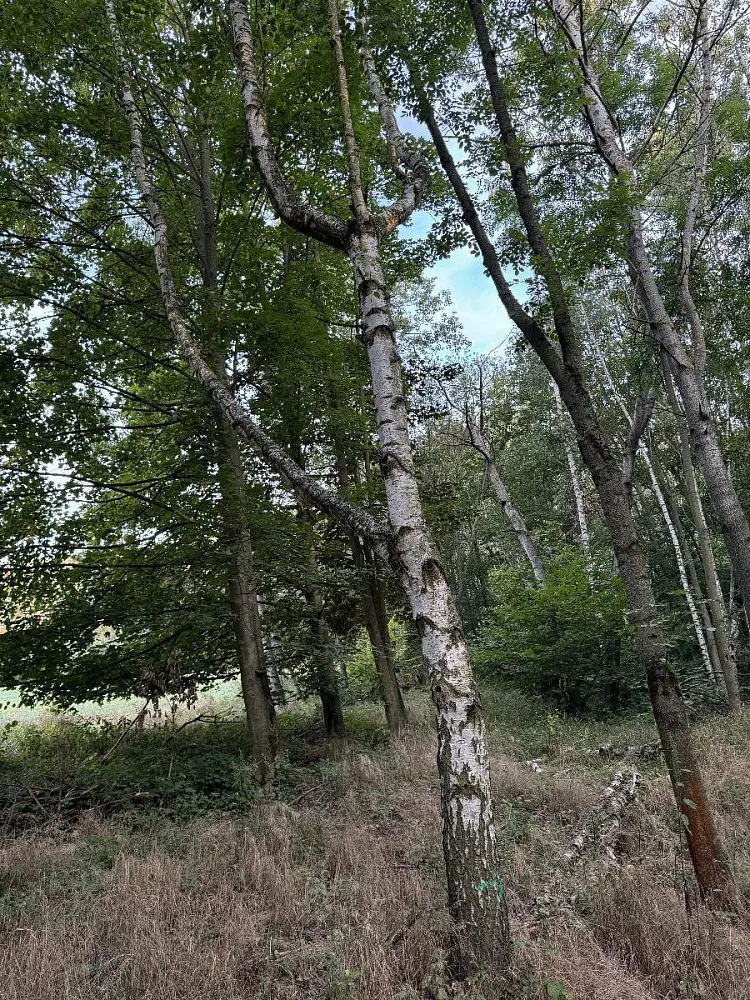 Prodej pozemku 584 m², Blíževedly - Bílov