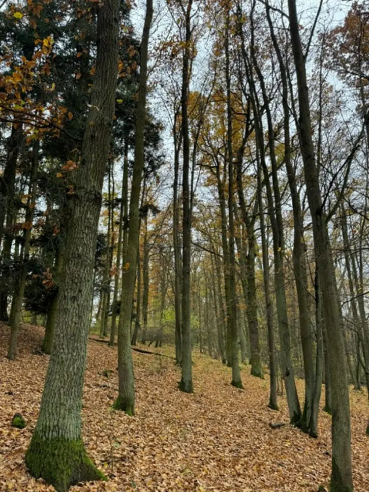 Prodej pozemku 998 m², Dolní Lukavice - Nýřany