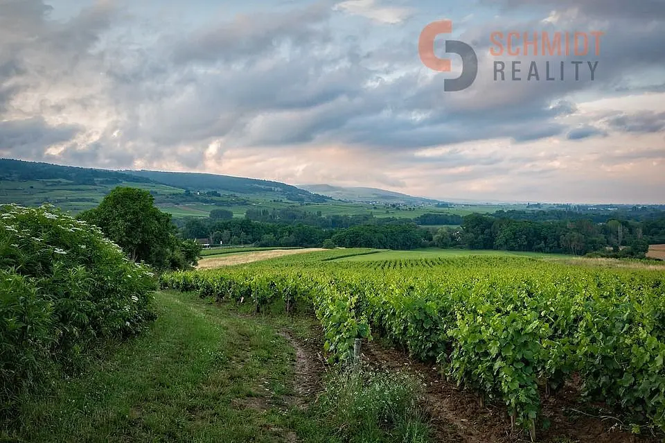 Prodej pozemku 6535 m², Klentnice · okres Břeclav