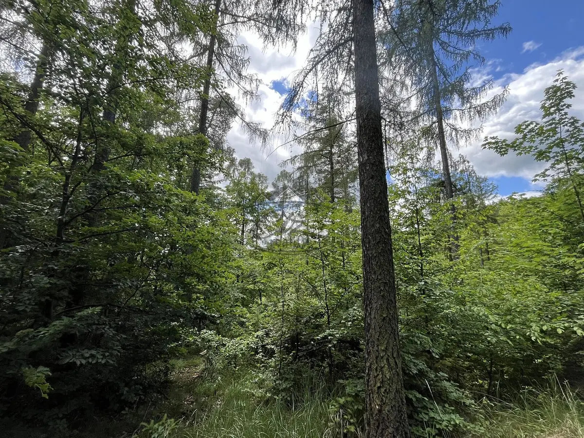 Prodej pozemku 11251 m², Odry · okres Nový Jičín