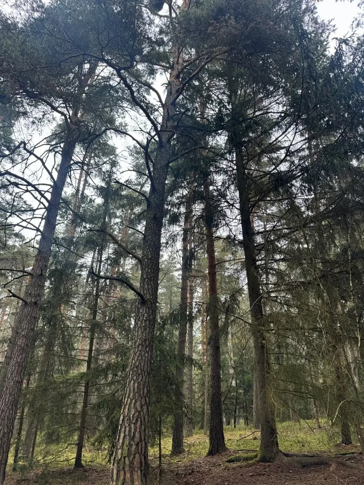 Prodej pozemku 497 m², Koloveč - Nýřany