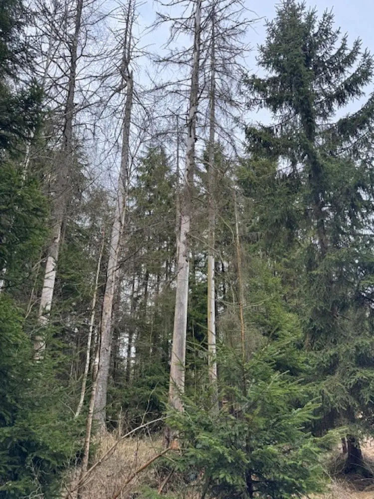 Prodej pozemku 704 m², Mrákov - Růžová