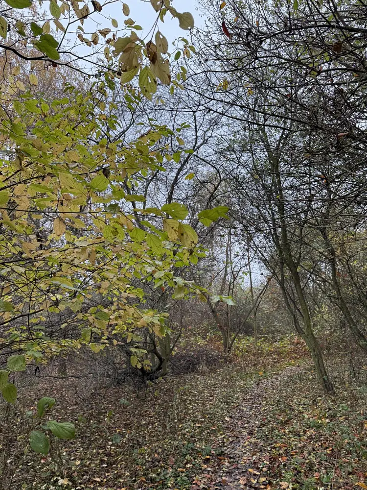 Prodej pozemku 174 m², Průhonice - Nýřany