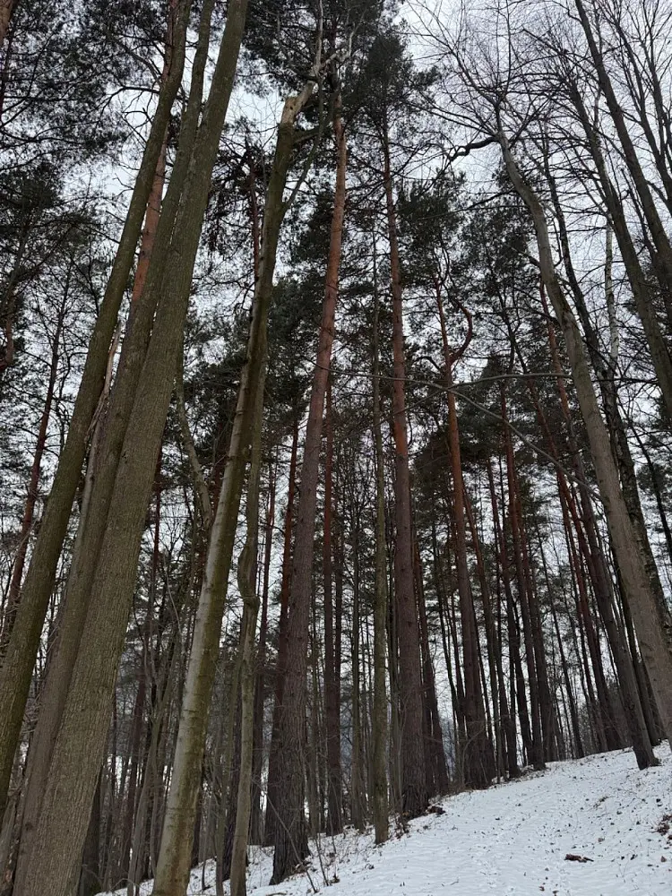 Prodej pozemku 11275 m², Malá Bystřice - Velešovice