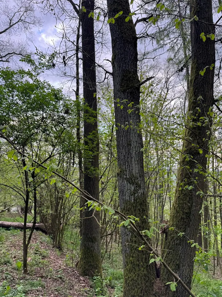 Prodej pozemku 298 m², Přeštěnice - Mouchnice