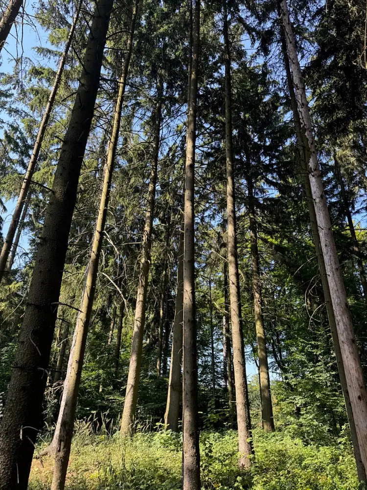 Prodej pozemku 585 m², Liberk - Dolní Bělá