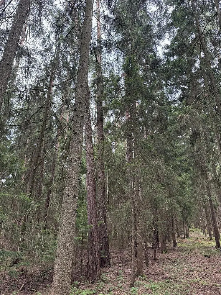 Prodej pozemku 5088 m², Křenovice - Nýřany