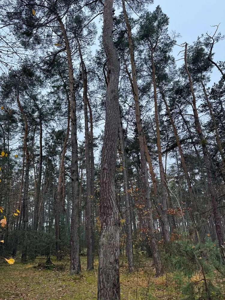 Prodej pozemku 349 m², Třebestovice - Drnovice