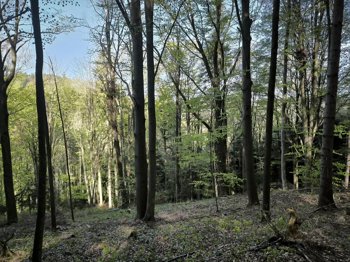 Prodej pozemku 5288 m², Zděchov - Nemojany