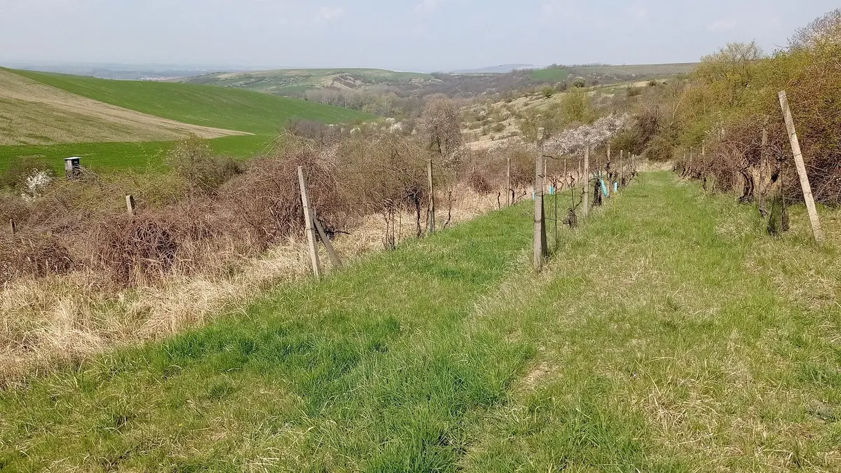 Prodej pozemku 6023 m², Vrchní · Velké Němčice