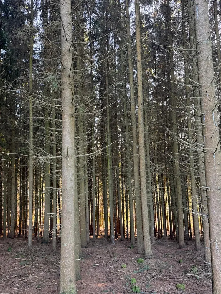 Prodej pozemku 610 m², Stará Paka - Císařský