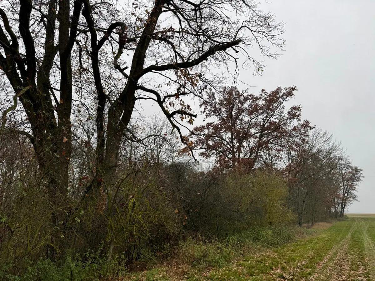 Prodej pozemku 833 m², Boreč - Drnovice