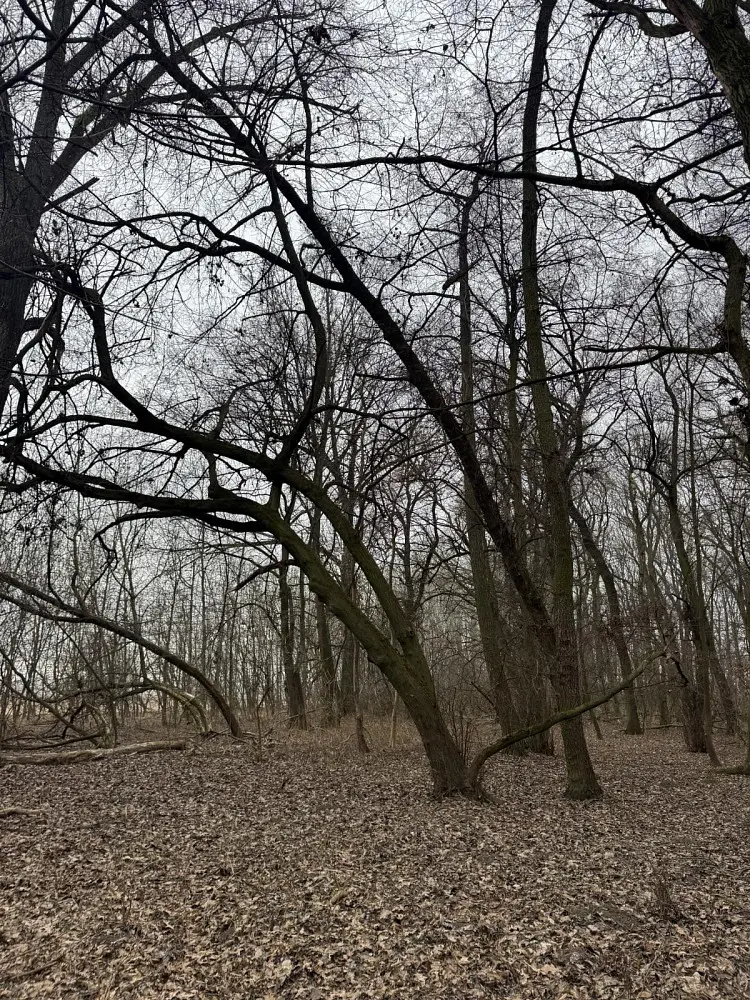 Prodej pozemku 272 m², Uherský Ostroh - Varnsdorf