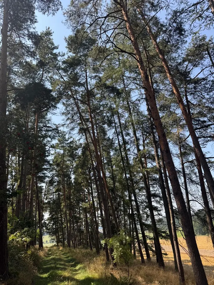 Prodej pozemku 827 m², Krejnice - Nýřany