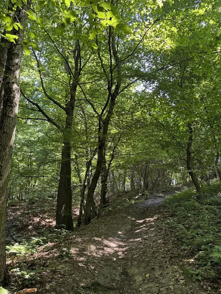 Prodej pozemku 5120 m², Horní Bříza · okres Plzeň-sever