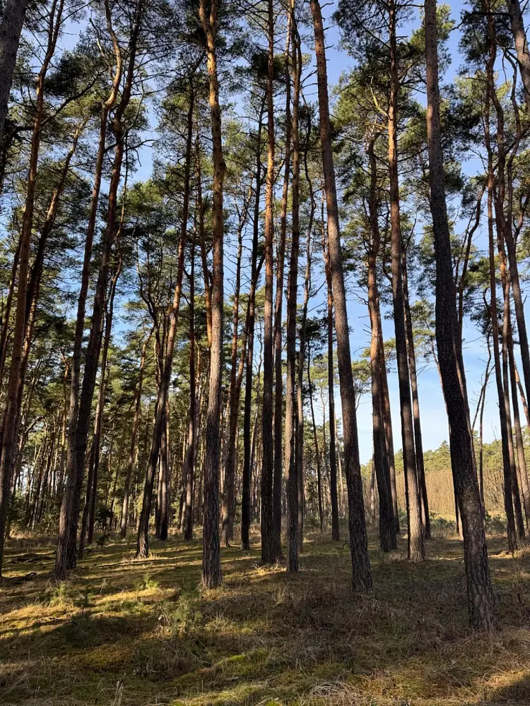 Prodej pozemku 963 m², Vacenovice - Bdeněves