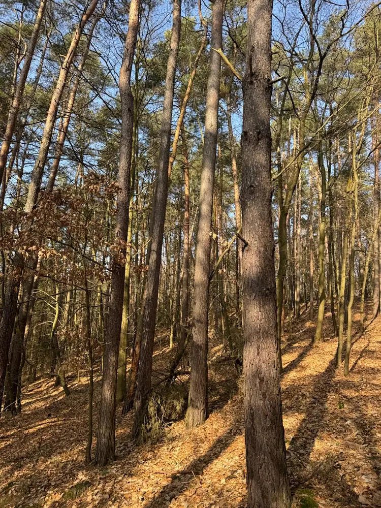 Prodej pozemku 674 m², Nosálov