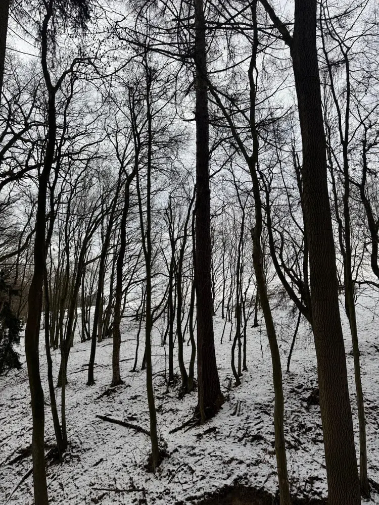 Prodej pozemku 783 m², Ježkovice - Šluknov