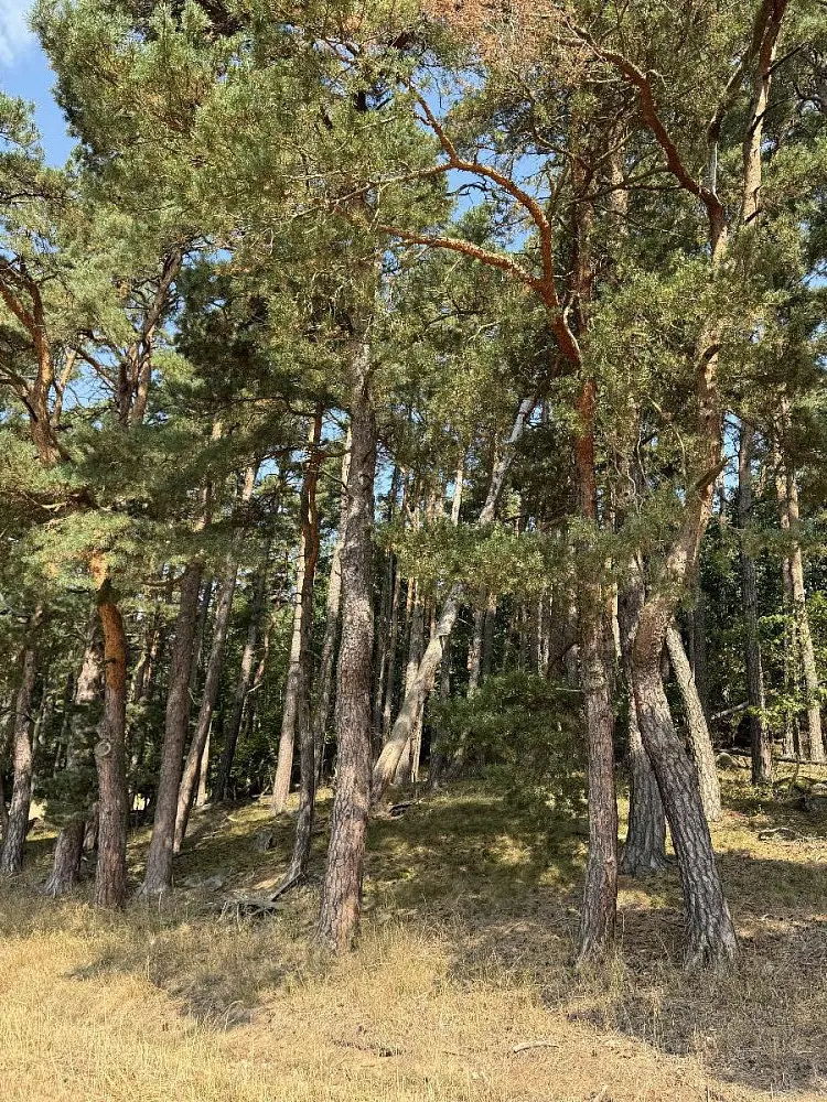 Prodej pozemku 93 m², Hradiště - Nýřany