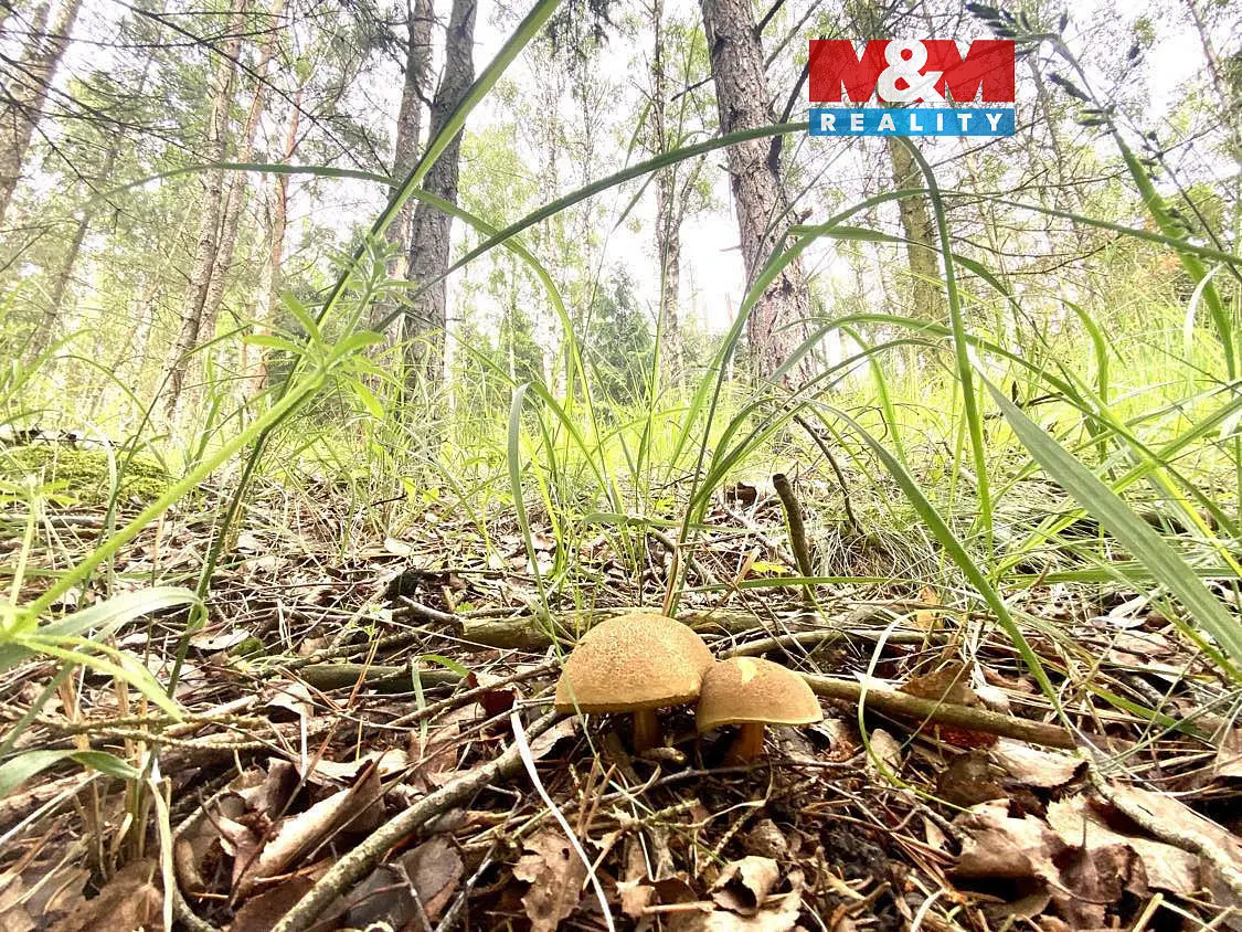Prodej pozemku 4497 m², Koroužné · okres Žďár nad Sázavou