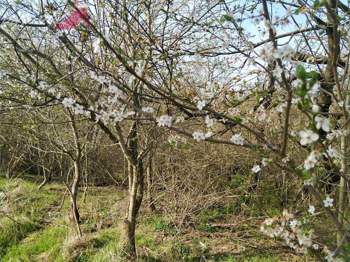 Prodej pozemku 194 m², Rožďalovice - Hasina · okres Nymburk