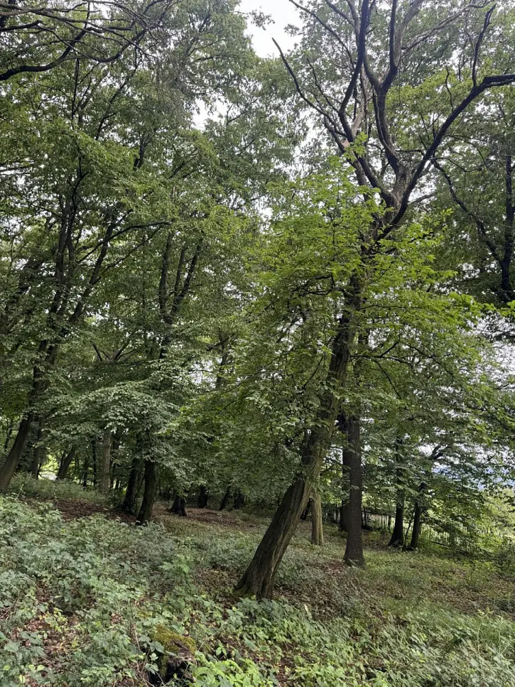 Prodej pozemku 2704 m², Bílina - Blatnice