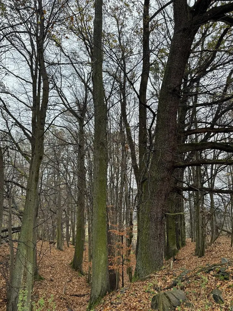 Prodej pozemku 845 m², Heřmánky - Brodeslavy
