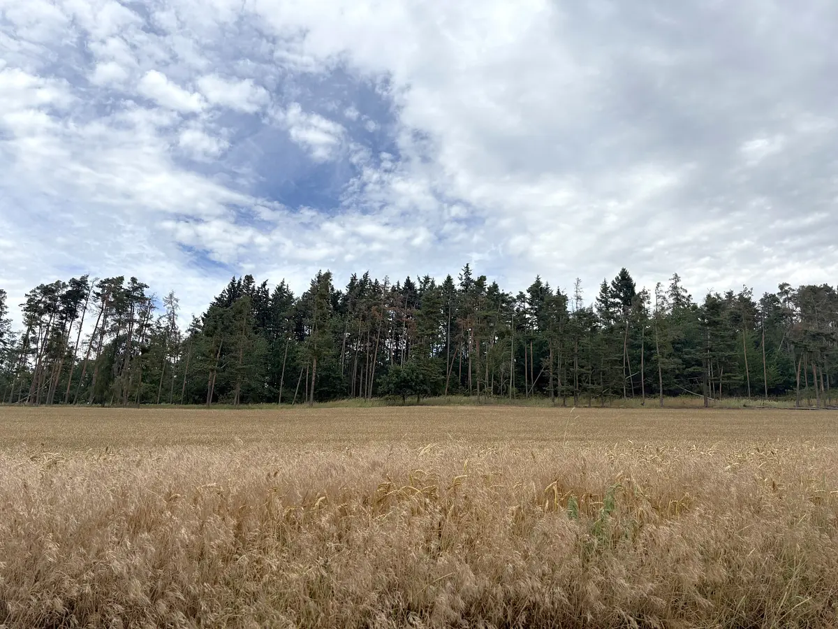 Prodej pozemku 27968 m², Libice · Rybníky