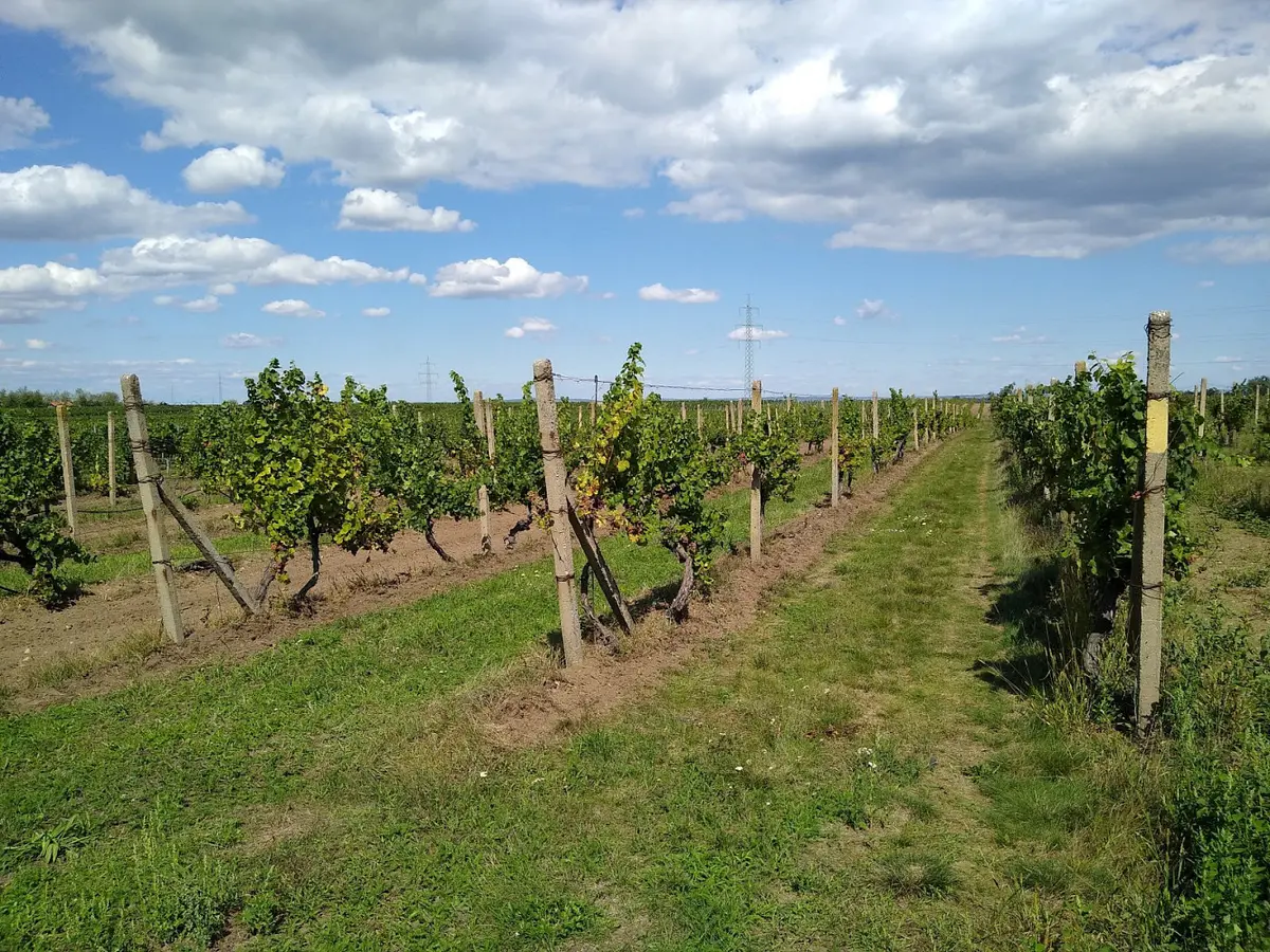 Prodej pozemku 5491 m², Valtice