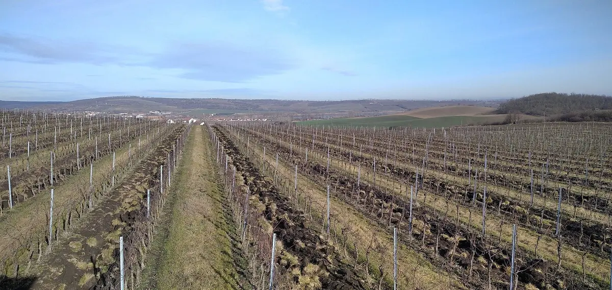 Pronájem pozemku 20000 m², Valtice - Úvaly · okres Břeclav