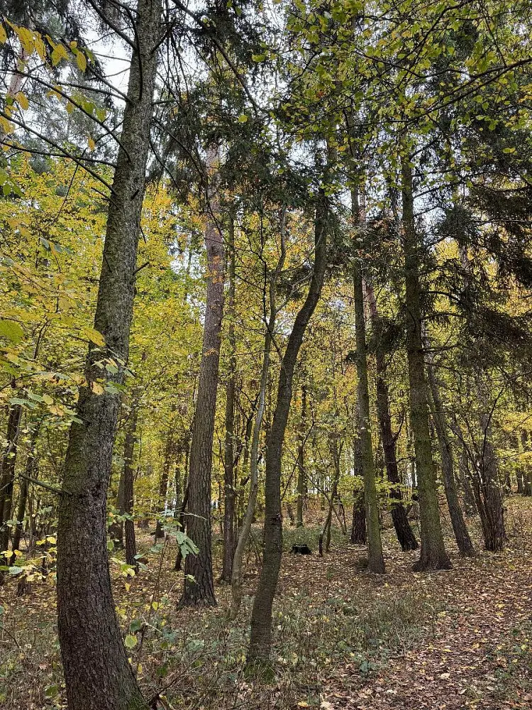 Prodej pozemku 154 m², Chleby - Podomí
