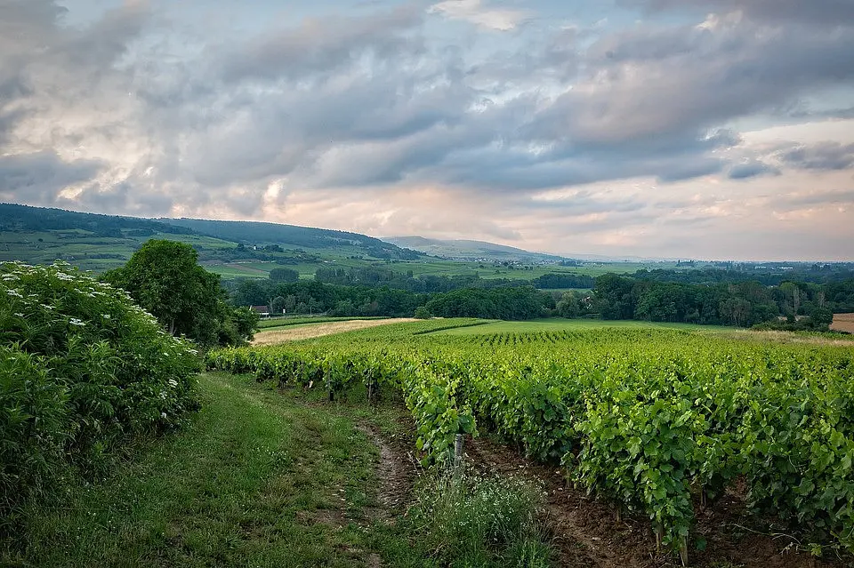 Prodej pozemku 6535 m², Klentnice · okres Břeclav