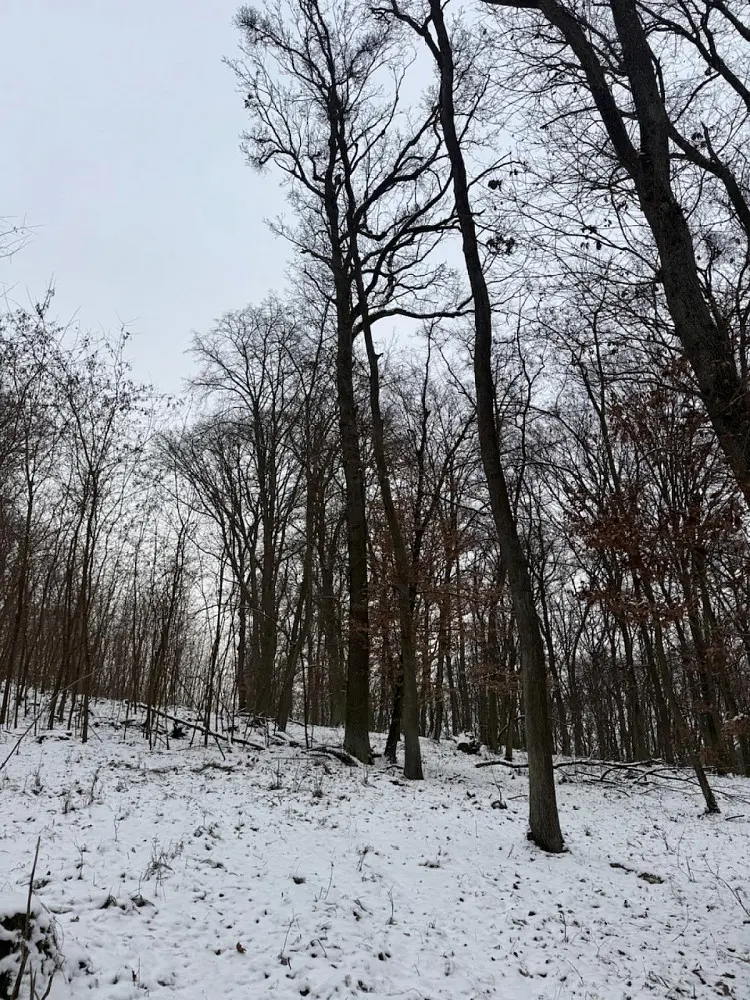 Prodej pozemku 75 m², Diváky