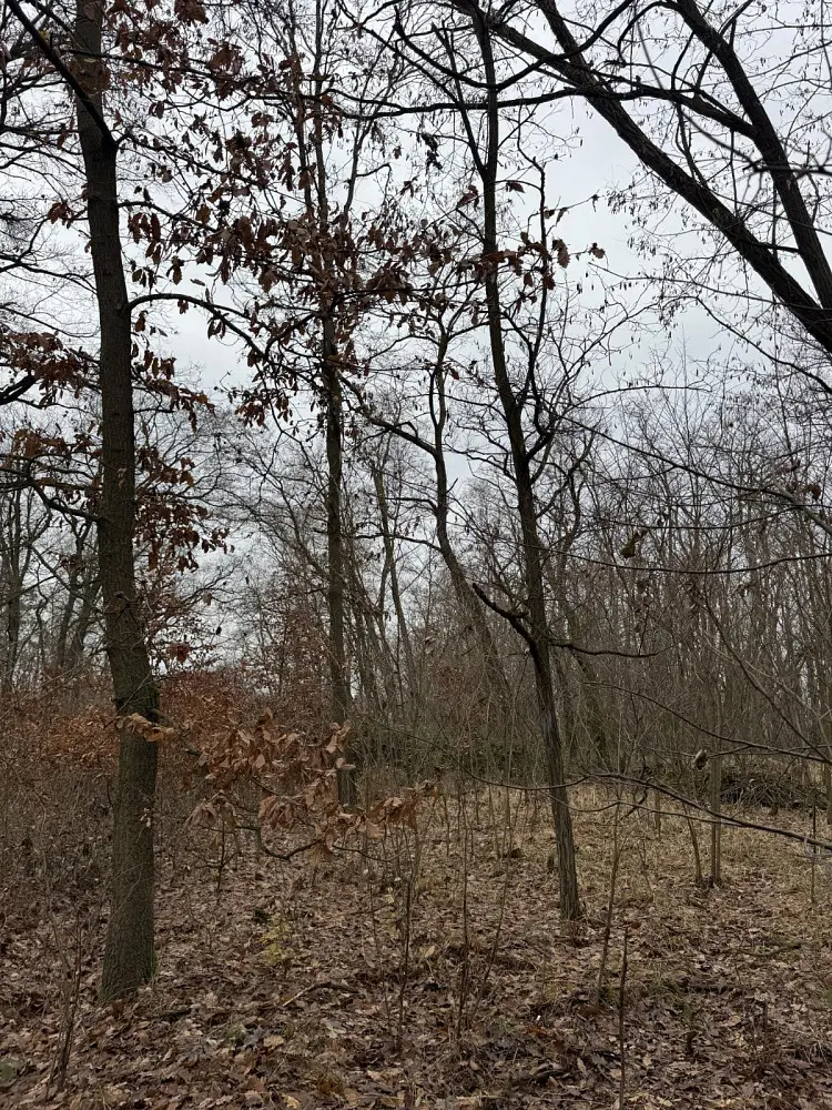 Prodej pozemku 189 m², Lesonice - Horní Bříza