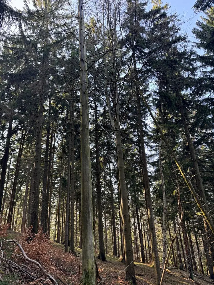 Prodej pozemku 111 m², Proseč pod Ještědem - Milonice