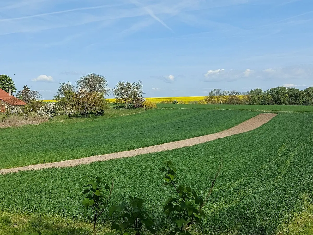 Prodej pozemku 1532 m², Panenský Týnec · okres Louny