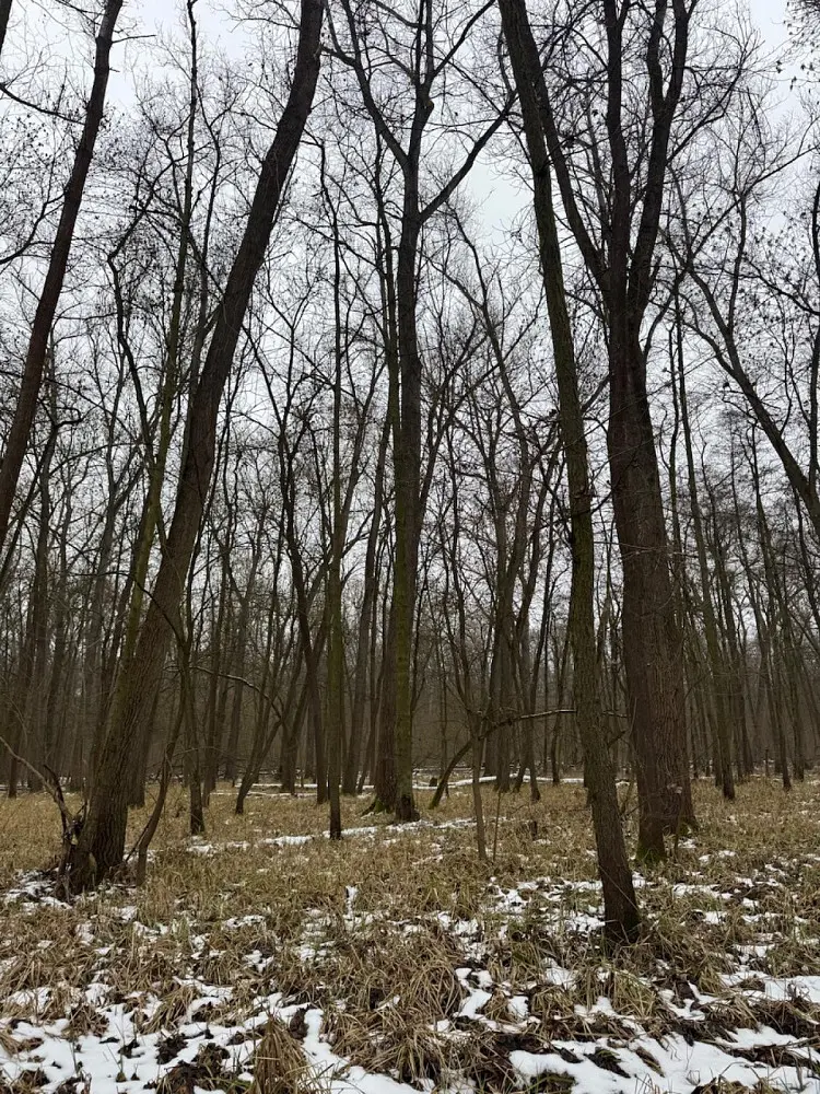 Prodej pozemku 268 m², Přerov nad Labem - Drnovice