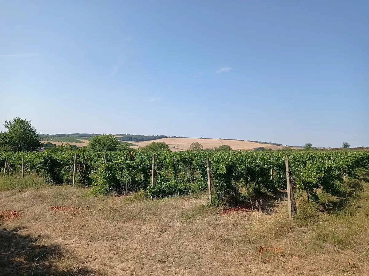 Prodej pozemku 3162 m², Valtice - Úvaly · okres Břeclav