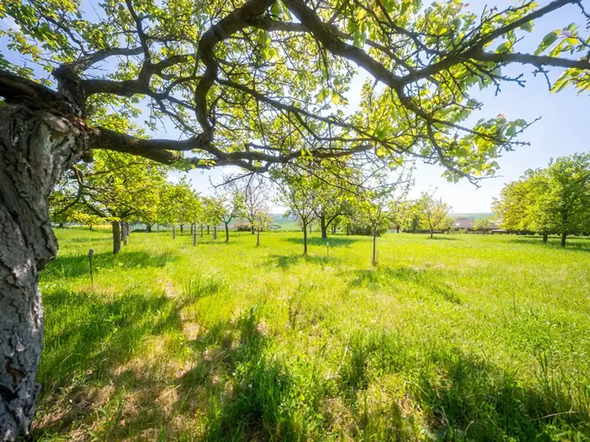 Prodej pozemku 3623 m², Bučovice · okres Vyškov