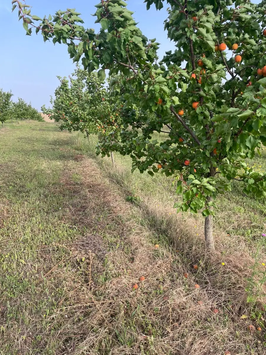Prodej pozemku 5 m², Břeclav · 693 01