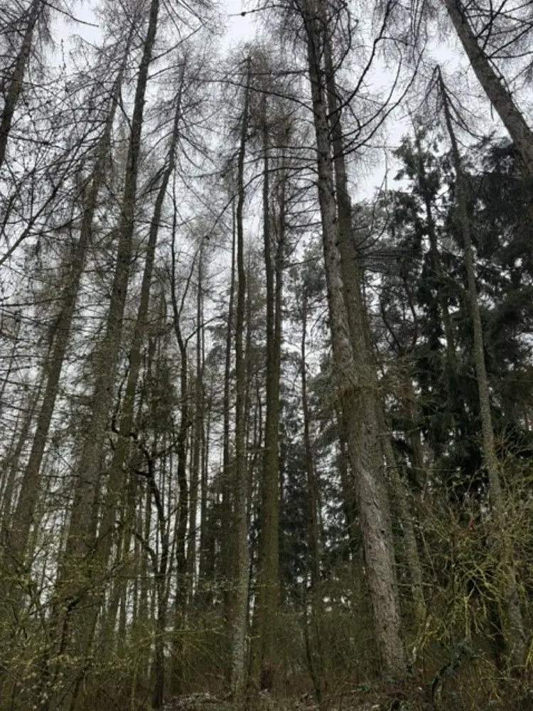 Prodej pozemku 7982 m², Frymburk u Sušice · Frymburk