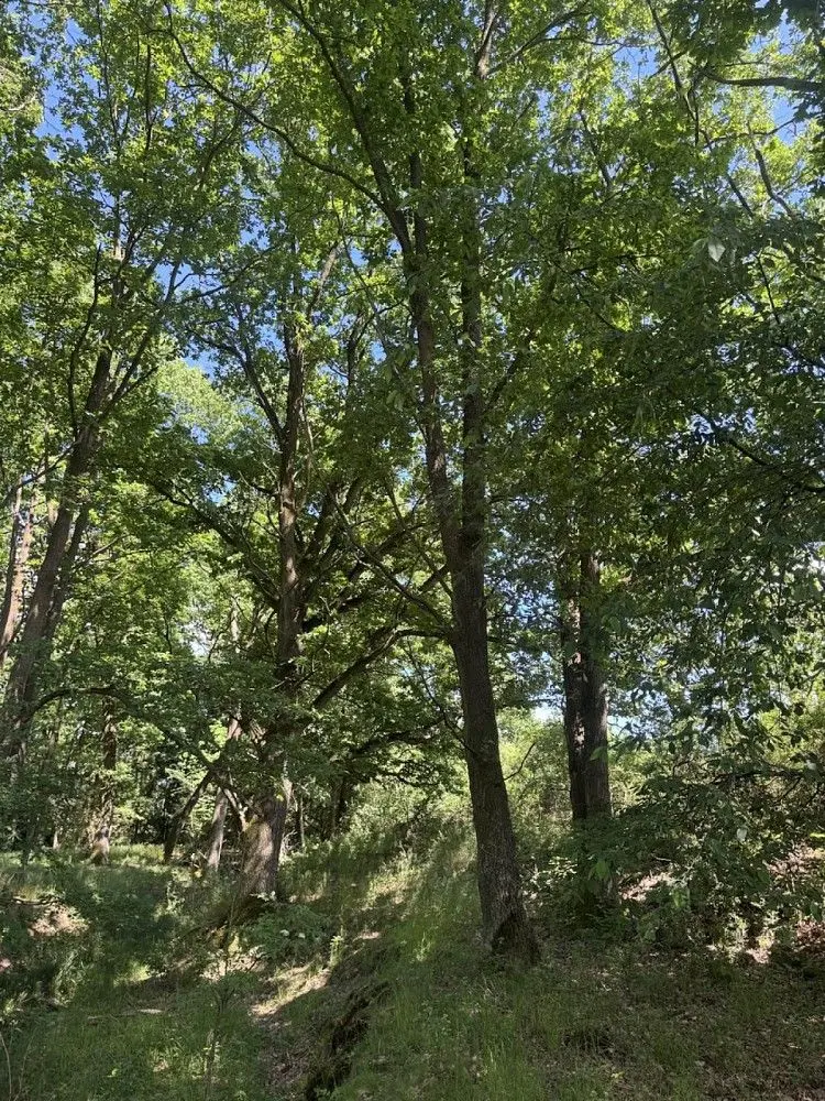 Prodej pozemku 1243 m², Dolní Falknov · Kytlice