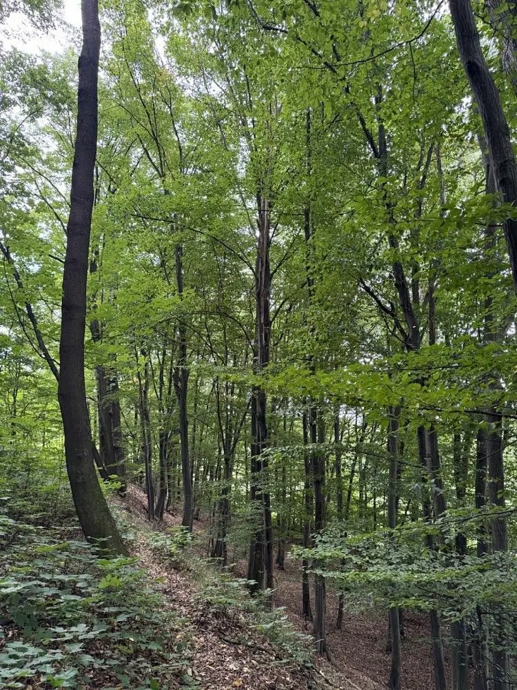 Prodej pozemku 7118 m², Generála Holeky · Nýřany