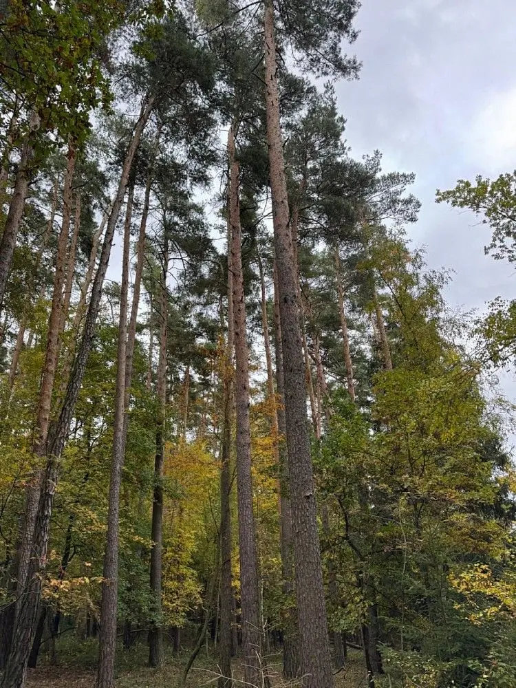 Prodej pozemku 1818 m², Lštění nad Zubřinou · Blížejov