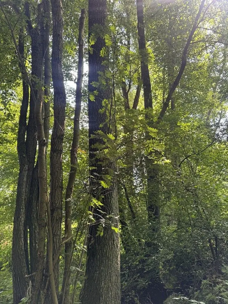 Prodej pozemku 4780 m², Čivice · Dobříč
