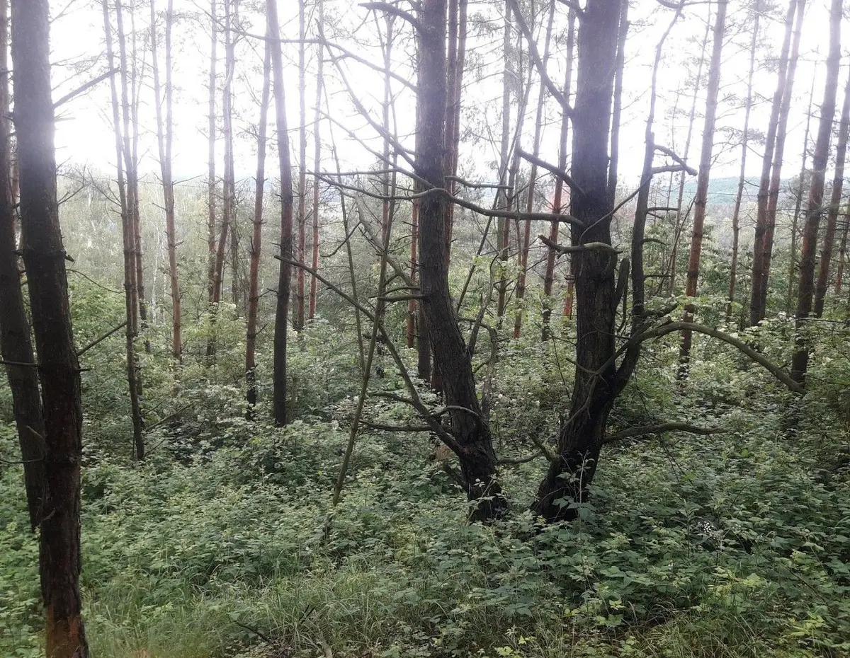 Prodej pozemku 14259 m², Nepřejov · Dolní Hbity