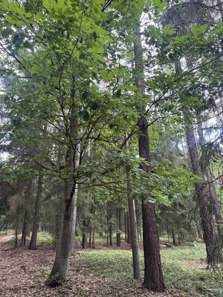 Prodej pozemku 9837 m², Čivice · Dobříč